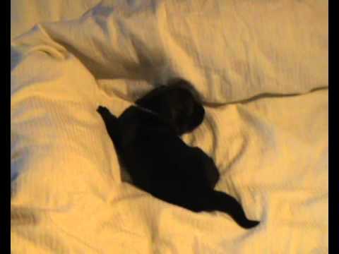 Z údolí Úpy - vrh "F" (Era v. Bonauer Wald x Black Jack v. d. Teufelskehle)