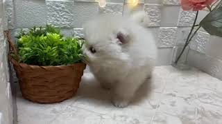 ポメラニアンの動画01