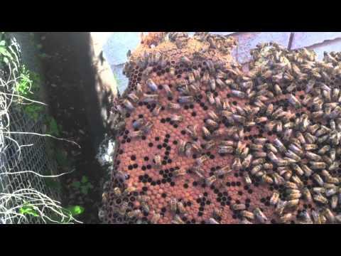 Old Hive Removed In Metairie, Louisiana