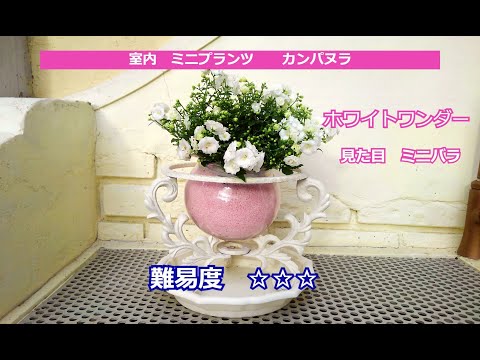 園芸 ホワイトパヴィエ、ドワーフチェスナット