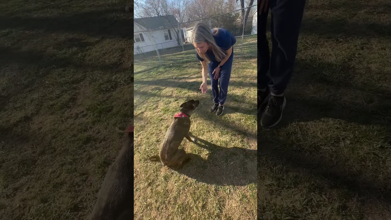 Enlarge Glenn, a Adoptable Mixed Breed in Fredericksburg, VA video 2/2
