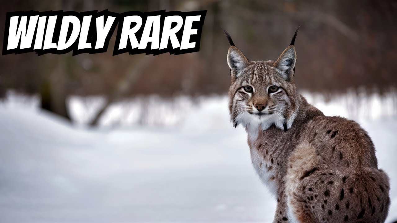 Wild Canada Lynx Facts You Won't Believe Are True!
