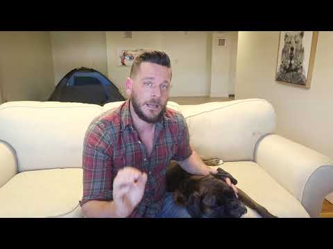 YouTube video about: Are boxers good apartment dogs?