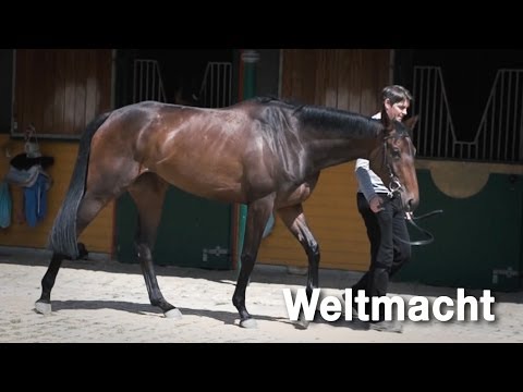 Weltmacht - Die Stute vor dem IDEE 145. Deutschen Derby