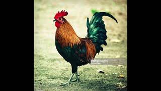 MANIC HISPANIC - Holding Cell