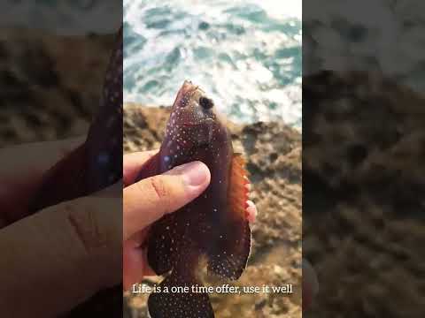 Fishing in the Naiband beach of Asalouye, Iran