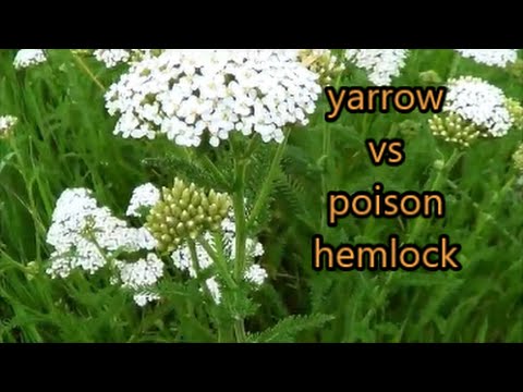 yarrow versus poison hemlock