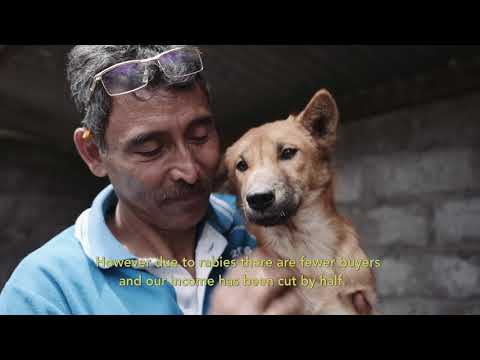 Controlling rabies in Bali: Protecting lives and livelihood