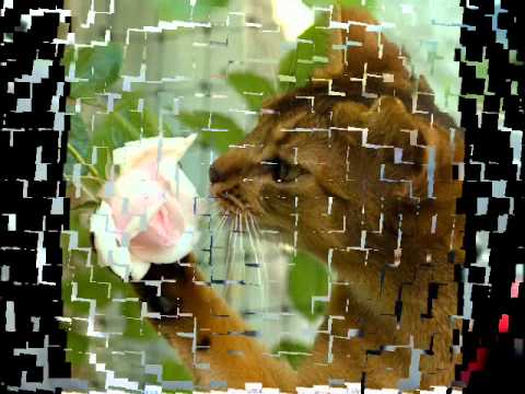 LafZen aKa Musti45 Ft Rapzede - Plastik Gül