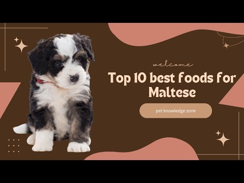 Top 10 best foods for Maltese | 10 Nutritious Foods Your Maltese Will Love | Maltese puppies