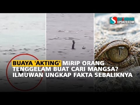 Buaya 'Akting' Mirip Orang Tenggelam Buat Cari Mangsa? Ilmuwan Ungkap Fakta Sebaliknya