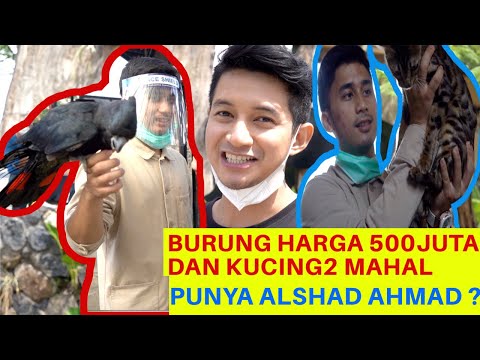 BURUNG HARGA 500 JUTA & KUCING MAHAL || PUNYA ALSHAD ?