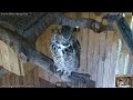 Iris The Great Horned Owl