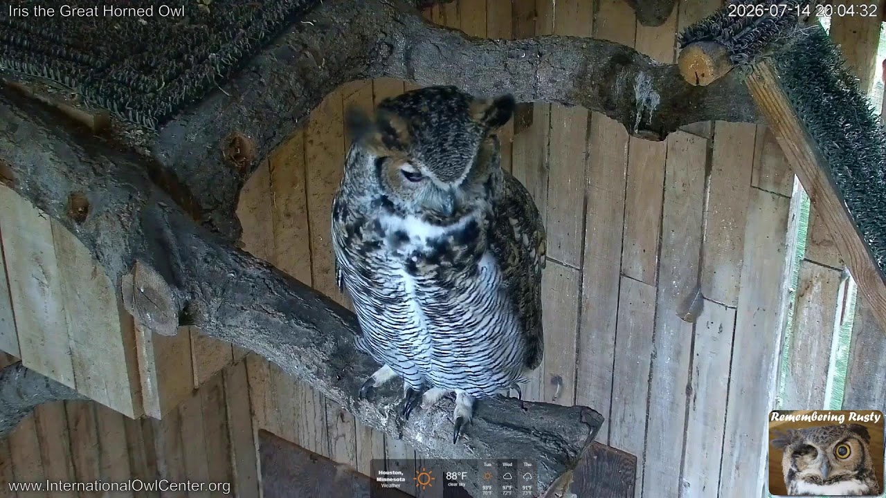 Live webcam view of Iris the Great Horned Owl Cam