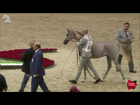 N 54 RIEAN AL REMAS   SHARJAH 2018 SE