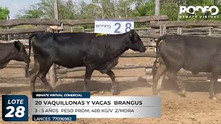 LOTE 28