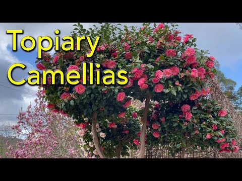 How To Prune Camellias into Topiary Balls - Japanese 'Niwaki Style' Cloud Pruning Tutorial.