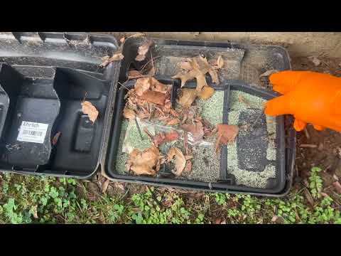 Earwigs Inside Rodent Bait Station in Barnegat, NJ