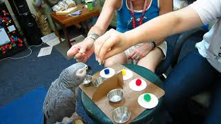 Parrots pass classic test of intelligence