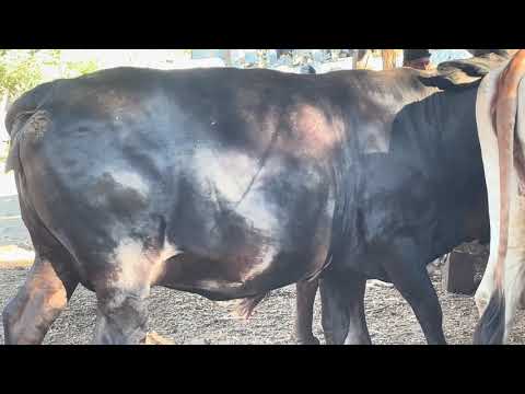 20 Enero 2026 Rancho las pilas en Jocoro Morazan disponibles 