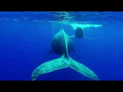 Snorkeling with Whales in Maui, Hawaii