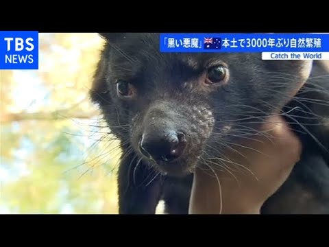 Hemidactylus turcicus