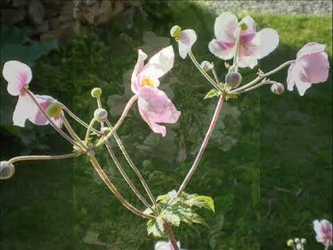 Christian Fridelance Quartet BLUE VELVET extrait ( Bernie Wayne / Lee Morris )