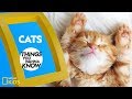 Cool Facts About Cats Things You Wanna Know