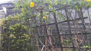 What to Do in Small Garden Spaces