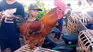 Download lagu REVIEW HARGA AYAM PELUNG,POLANDIA,KATE,MARMUT,DLL DI PASAR SUMPIUH BANYUMAS mp3