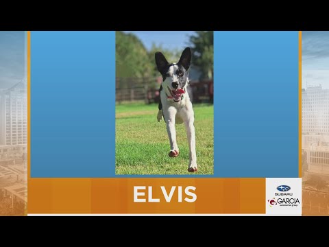 New Mexico Living Pet Pics October 17, 2025 - YouTube