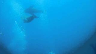 preview picture of video 'sea lions bite diver'