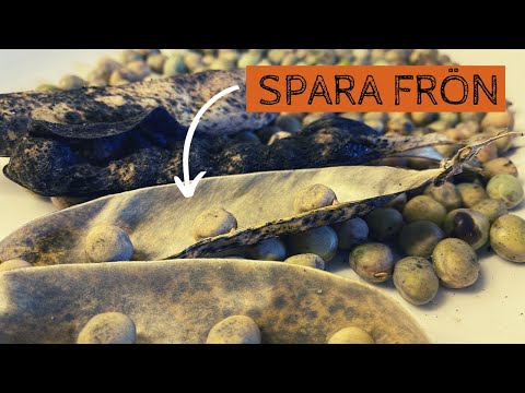Spara frön från ÄRTOR - Det är enkelt att bli självförsörjande på frön