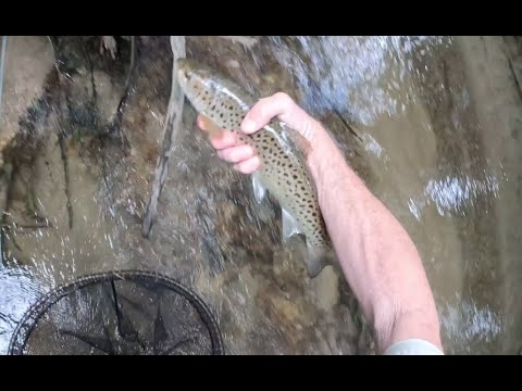 my smallest wild brown trout of the season, fly fishing an amazing tiny spring creek, c&r