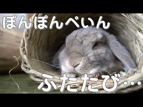 ウサギに与えることができる草とそうでない草 ウサギに与えることができる草とそうでない草