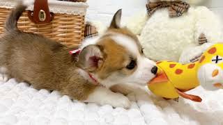 コーギーの動画02