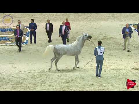 N.184 NESJ EL AKEEM - Dubai 2019 - Stallions 4- 6 years old