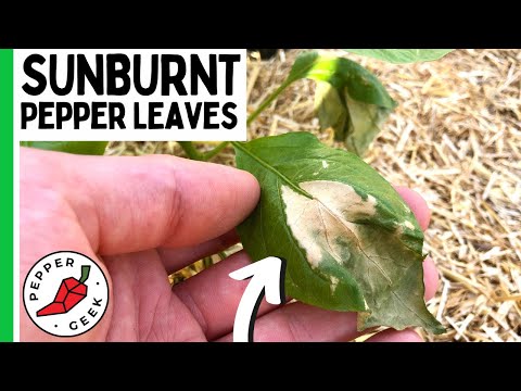 , title : 'Sunburnt Pepper Leaves - How to Prevent It - Pepper Geek