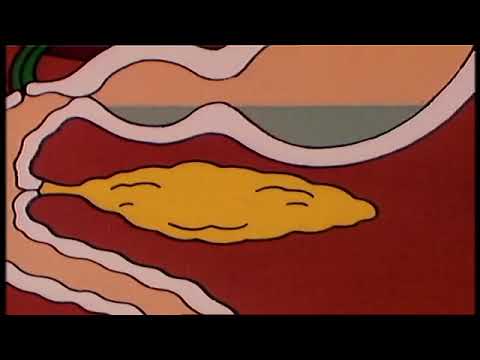 EWEDL - Die Verdauung