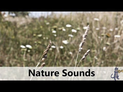 Nature Sounds: Wind, Grass, Cricket Sounds & Singing Bowl Music (1080p HD)