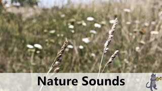 Nature Sounds: Wind, Grass, Cricket Sounds & Singing Bowl Music (1080p HD)