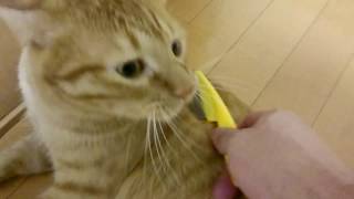 ユウスケとじゃれるにゃ