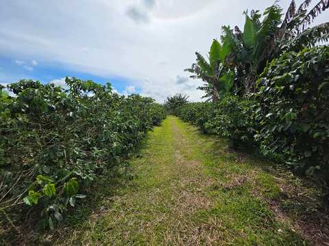 [FINCA]Venta Finca entre Montenegro y Quimbaya. QUI-COL. COD: 10026620