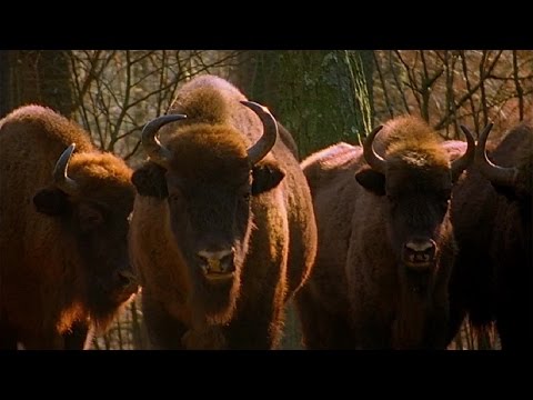 Polen - Ostpreußens Wälder - deutsch