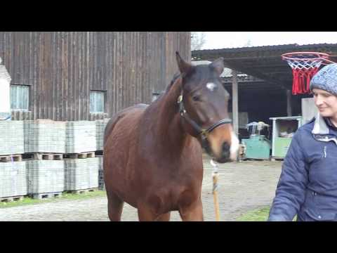 Grafentraum von Sky Walker - C'esbon - Tanzmeister I geb. 2017