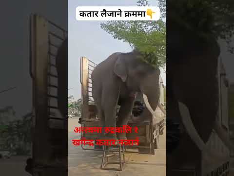 Rudrakali& khagendra qutar najane vaye . #vairal elephant # Qatar king #2081 #khagendra #rudra kali