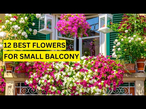 Beautiful Small Balcony Flowers | Best Flowers for small Space |#shorts | Swaroopa Diaires