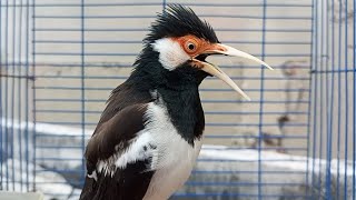 Download lagu Pancingan Jalak Suren Gacor Mompa Full Variasi, Masteran Suara Burung Jalak Gacor Full Isian Mewah mp3