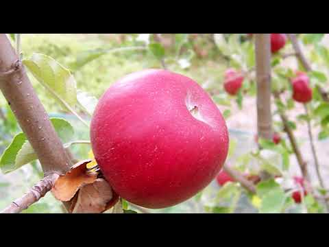 Može bolje ep. 20 24.07.2017. - Hemijska zaštita jabuke