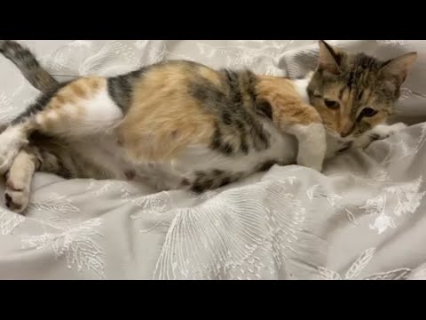 Precious The Cat Pregnant! 🙀🙀  Pregnant Cat Has Big Stomach